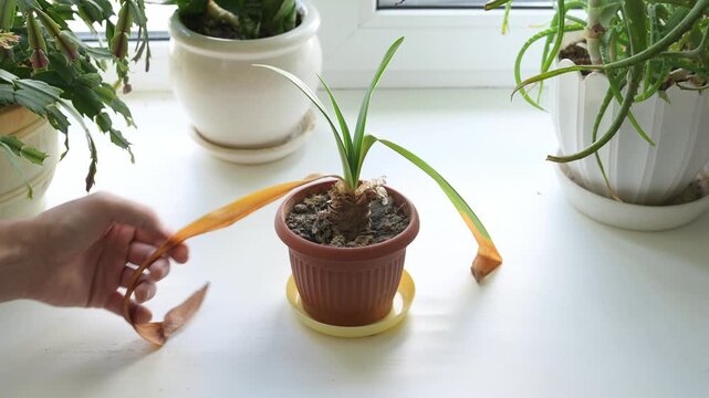 A houseplant with dry leaves. A sick plant on a windowsill.