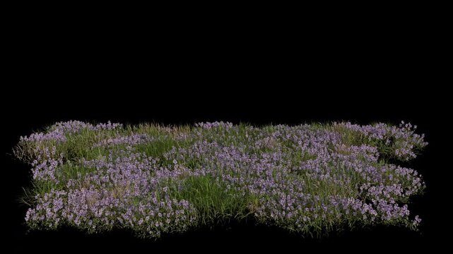 Thymus Field Swaying in Wind Loop Animation with Alpha Channel. Wind Blows The Flowering Plant Common Thyme Field. Flower Plant Leaves Swaying. Animated Grass Moving in Breeze. Transparent BG. Loop 
