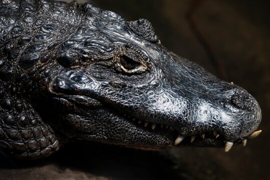 Closeup of a Yacare Caiman (Caiman yacare)