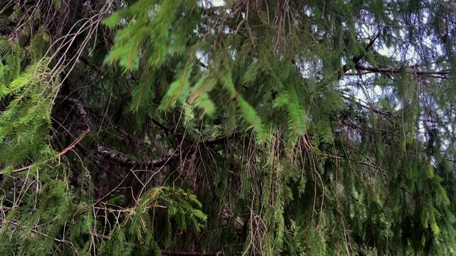 Tilt up shot of spruce tree branches with needles swaying in the wind from a low angle view