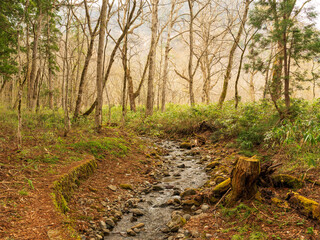 Fototapeta premium Rocky Forest Creek Through Mossy Bank Landscape