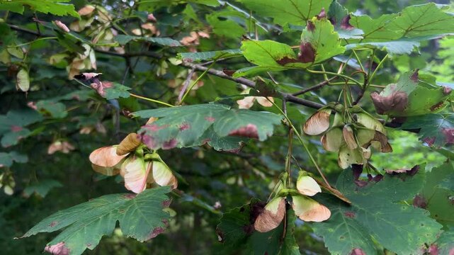 Maple tree seeds and leaves swaying in the breeze signaling the early arrival of autumn