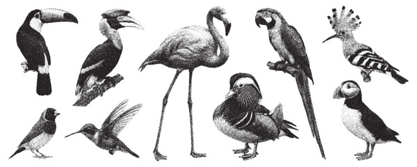 Naklejka premium Exotic birds vector set with grainy stipple texture. Toucan, flamingo, parrot, duck, and hummingbird in vintage halftone style. Monochrome retro wildlife clipart for posters and print 