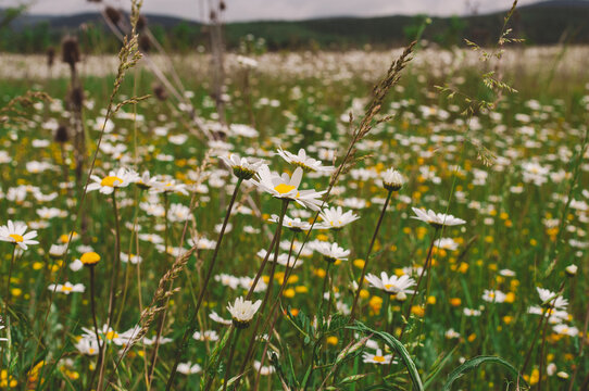 Wild field with white daisies and green grass on a summer day