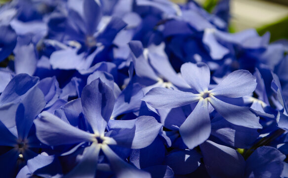 Close-up of beautiful blue lilac flowers with delicate petals.