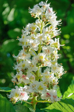 Close up of blooming chestnut candle tree with white flowers and green leaves.