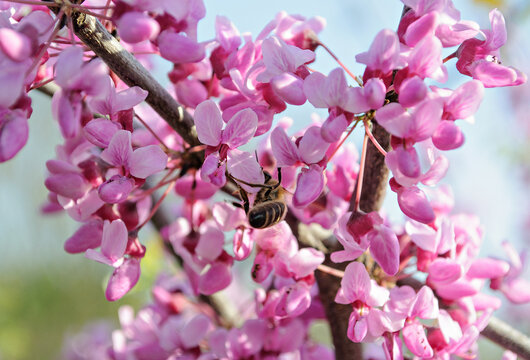 Honeybee gathering nectar on a blooming pink cercis branch in spring.