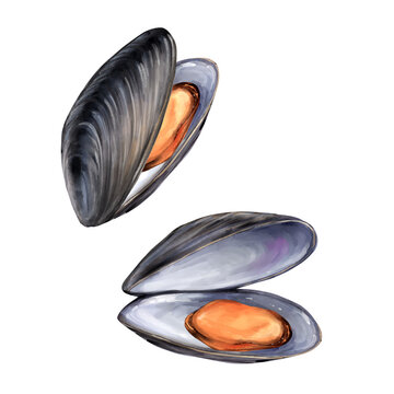 Fresh hand-drawn open mussels seafood illustration