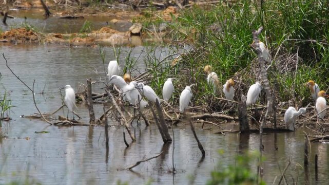 Flock of cattle egrets resting and perching on submerged tree branches in sunny swamp wetland pond. Medium static shot.