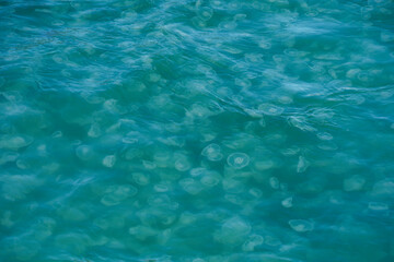 Fototapeta premium A large group of jellyfish. Kenai Fjords National Park in Seward, Alaska