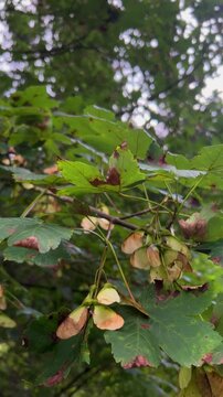 Maple tree seeds and leaves swaying in the breeze signaling the early arrival of autumn