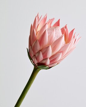 A single pink king protea flower with a long green stem isolated against a plain light gray background, showcasing its unique petal texture