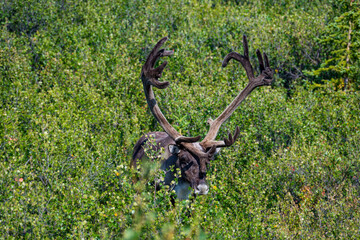 Female Moose Wildlife Animal Alaska © Moyu0816