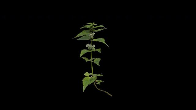 Lamium Album Swaying in Wind Loop Animation with Alpha Channel. Wind Blows The Flowering Plant White Dead-nettle. Lamiaceae Plant Leaves Swaying. Animated Shrub Branches Moving in Breeze. Transparent 