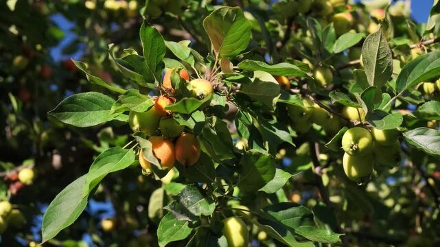 Fresh apples growing on a tree in an orchard on a clear summer day.