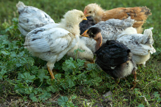 Several chicks are foraging on the grass in a farm area. They are pecking at the ground and interacting with each other. It is a sunny afternoon