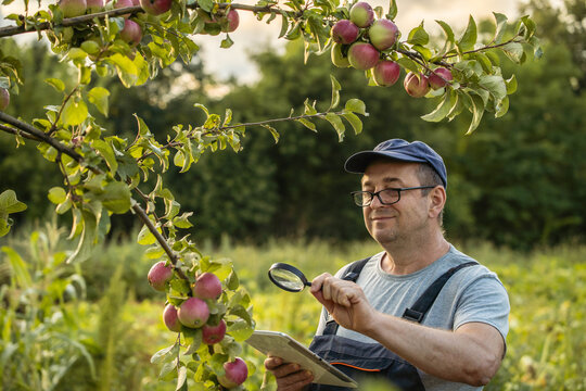 A gardener stands in an orchard looking closely at apples on branches with a magnifying glass. He notes down observations on a clipboard. The sun sets in the background