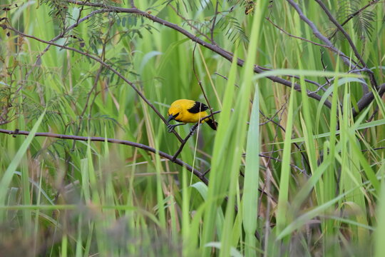 The yellow oriole (Icterus nigrogularis) bird, perched on a plant in Bejucal, Trinidad and Tobago.