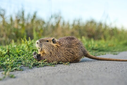 Low angle side profile photograph of a wild coypu (Myocastor coypus), also known as nutria, holding grass with its paws and eating on the ground. Concept of wildlife, aquatic rodents, invasive species
