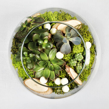 Succulent garden in a glass terrarium