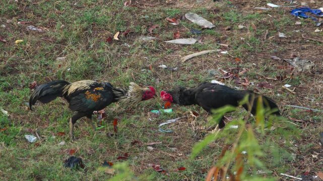 Two roosters fighting and attacking each other in a grassy field with litter, pecking and jumping in natural daylight.