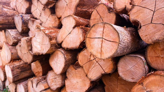 Pile of raw wooden logs stored outdoors. Stack of Wood Grain Cross Sections in lumber yard, Side view