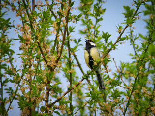 A Great Tit Perched on a Blooming Branch Against a Clear Sky © Jimmy Liu