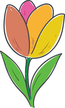 Colorful tulip flower hand drawn illustration isolated on a white background