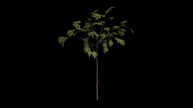 Sycamore Maple Sapling Swaying in Wind Loop Animation with Alpha Channel. Wind Blows The Acer Pseudoplatanus Sapling. Sycamore  Tree Leaves Swaying. Animated Tree Branches Moving in Breeze. Transparen