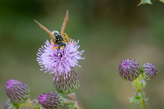 European paper wasp gathering nectar on a blooming purple thistle flower with a soft blurred bokeh background