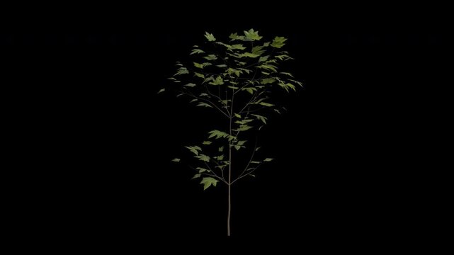 Sycamore Maple Sapling Swaying in Wind Loop Animation with Alpha Channel. Wind Blows The Acer Pseudoplatanus Sapling. Sycamore  Tree Leaves Swaying. Animated Tree Branches Moving in Breeze. Transparen