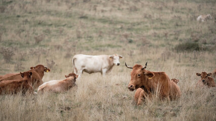 Naklejka premium Large cattle herd spread across dry open pasture near forested hills, showing grazing livestock and rural agriculture in a pastoral landscape.