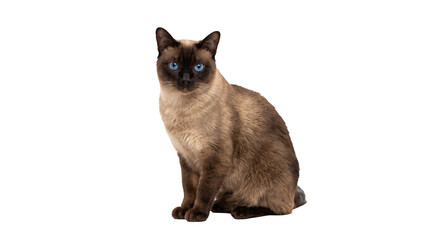 Elegant Siamese cat with striking blue eyes sitting gracefully on a white background © Sapphire