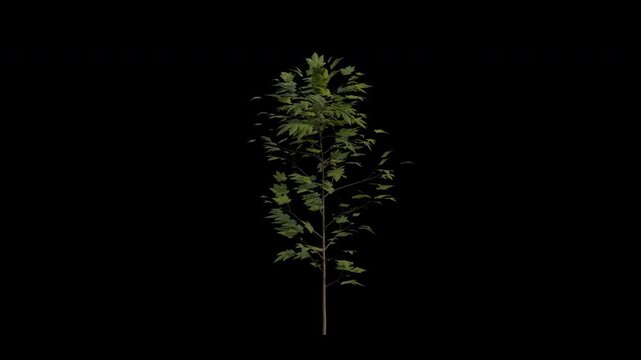 Sycamore Maple Sapling Swaying in Wind Loop Animation with Alpha Channel. Wind Blows The Acer Pseudoplatanus Sapling. Sycamore  Tree Leaves Swaying. Animated Tree Branches Moving in Breeze. Transparen