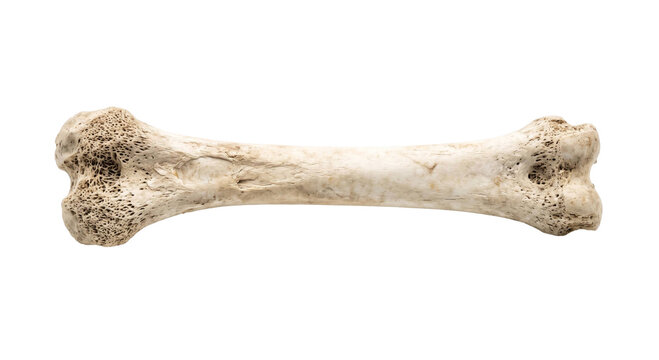 Close-up of a weathered animal bone with porous ends on a white background