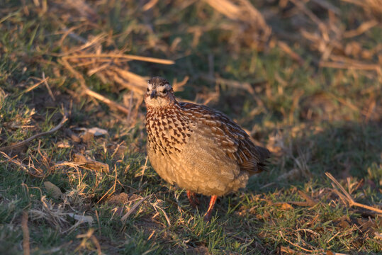 Crested Francolin (Ortygornis sephaena). Taken in Kruger National Park, South Africa.