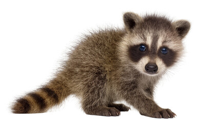 Adorable baby raccoon with striped tail, isolated on transparent background © Viktor