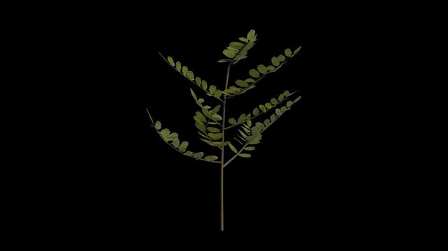 Black Locust Sapling Swaying in Wind Loop Animation with Alpha Channel. Wind Blows The Robinia Pseudoacacia Sapling. False Acacia Tree Leaves Swaying. Animated Tree Branches Moving in Breeze