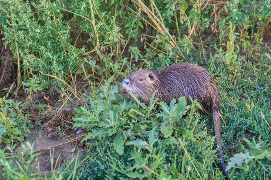 Side profile view of a wild coypu (Myocastor coypus), also known as nutria, standing among dense green plants and grass near a riverbank. Concept of wildlife, aquatic rodents, invasive species, and na