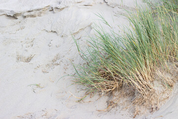 Green grass growing on sandy soil near a beach, showcasing natural coastal vegetation and textures in a serene outdoor environment © Yahor