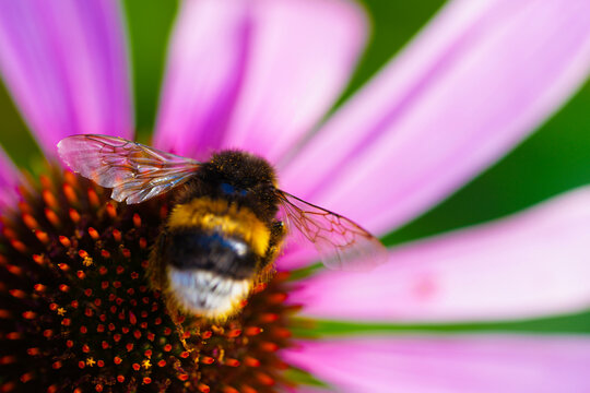 A bumblebee on a flower in the garden in summer.
