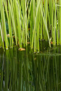 Green reeds growing in water with reflections