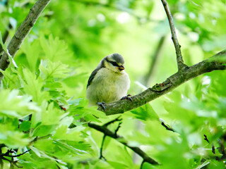 Eurasian blue tit Cyanistes caeruleus perched on a branch in Pradnik Valley, Poland © Mariusz