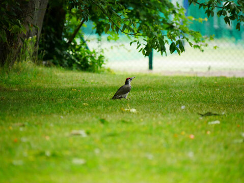 European green woodpecker Picus viridis standing on a lawn in Solec-Zdroj, Poland