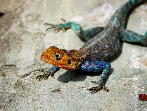 Male Agama lionotus in breeding coloration resting on the ground in Mombasa, Kenya