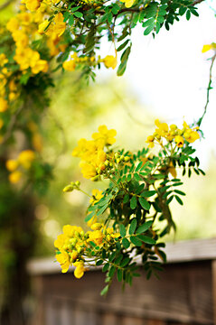 Flowering Winter Cassia, Senna surattensis, plant with yellow flowers, selective focus and blurred background