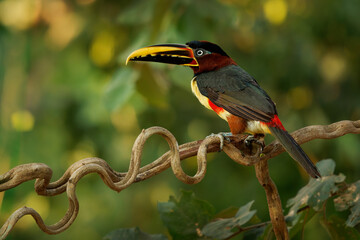 Chestnut-eared aracari Pteroglossus castanotis perched on a twisting vine showing its colorful bicolored bill and red-yellow chest, small toucan of Amazon, South America, feeds mainly on © phototrip.cz