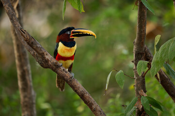 Chestnut-eared aracari Pteroglossus castanotis perched on a branch calling with beak open, chestnut ear patch and red chest band, small toucan of Amazon, South America, feeds mainly on fruit © phototrip.cz
