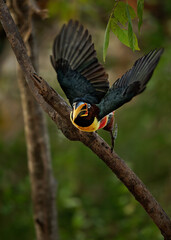 Chestnut-eared aracari Pteroglossus castanotis flying directly toward the camera with wings spread wide and beak open, small colorful toucan of Amazon and Pantanal, South America, feeds © phototrip.cz