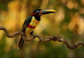 Chestnut-eared aracari Pteroglossus castanotis perched calmly on a twisting vine in warm golden light, colorful bicolored bill, small toucan of Amazon, South America, feeds mainly on fruit © phototrip.cz